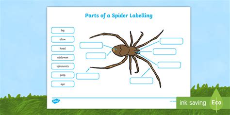 Diagram of a Spider with Labels - Body Parts Worksheets