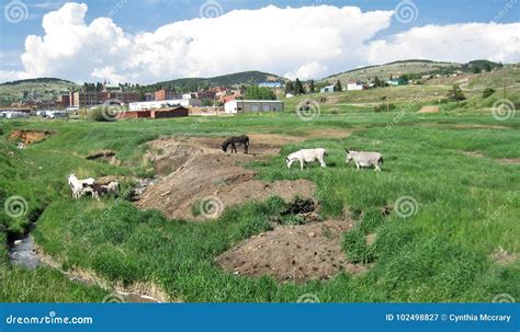 Cripple Creek Wild Donkeys stock image. Image of feral - 102498827