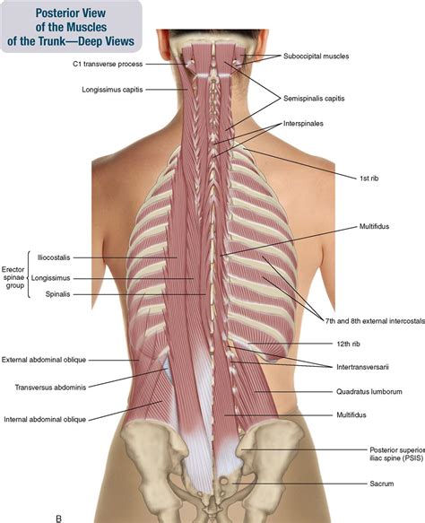 Rib Cage Muscles Diagram Muscles Of The Thoracic Wall 3d Anatomy | Porn Sex Picture