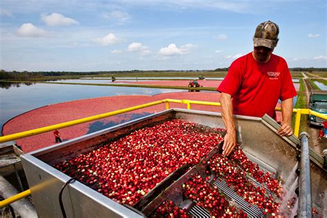 Wisconsin Cranberry Harvest 2024 — American Classic Tours