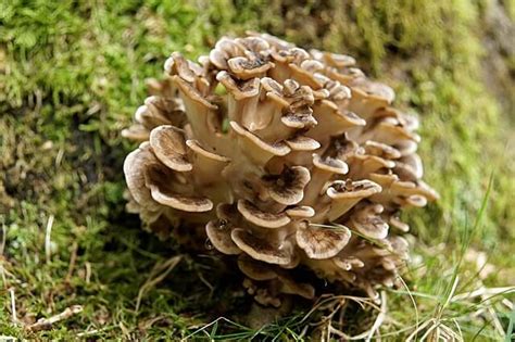 Hen of the Woods - Powerful Medicinal and Edible Mushroom - Eat The Planet