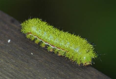 Master Gardeners: Battling stinging caterpillars (AKA asps) - Orange Leader | Orange Leader