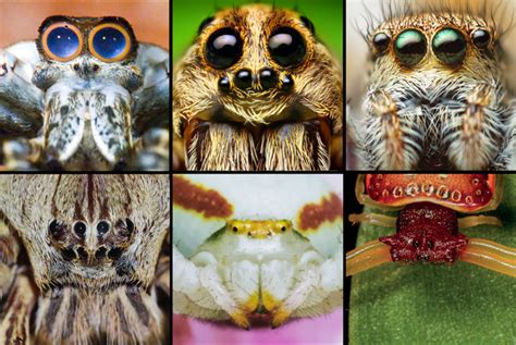 Meet the families: A Field Guide to Spiders of Australia - CSIRO