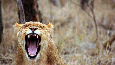 Why Do Lions Roar? Everything You Need to Know!