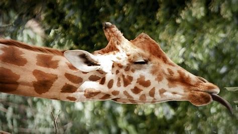 Sleeping patterns of giraffes in Kenya are amusing