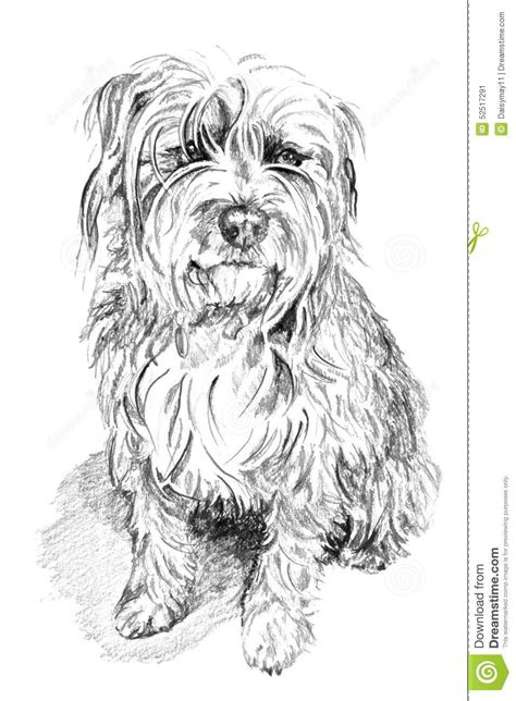 Scruffy dog sketch Illustration about scruffy, sketch, nocturnal, illustration, friend, bert ...