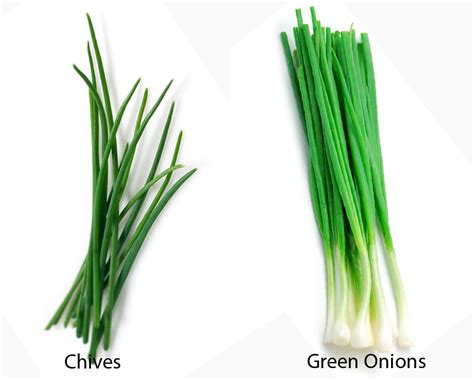 Chives vs Green Onions | thosefoods.com