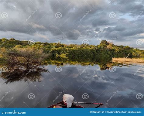 Sunrise of the Amazon Rainforest Stock Photo - Image of living ...