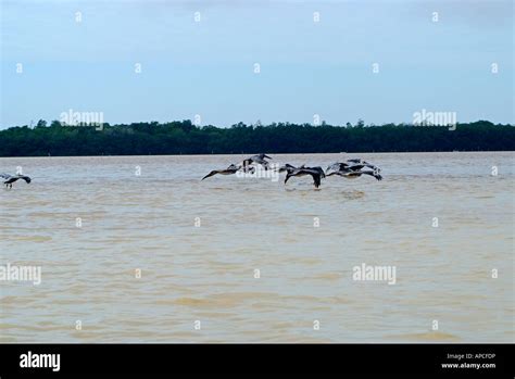 The Celestun wildlife refuge, Yucatan, Mexico Stock Photo - Alamy