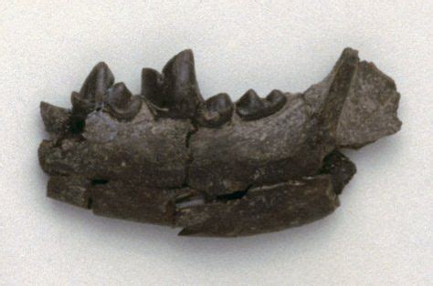 Cynodictis | cynodictis cynodictis lower jaw tweet asset id 45003455 hi res ... (With images ...