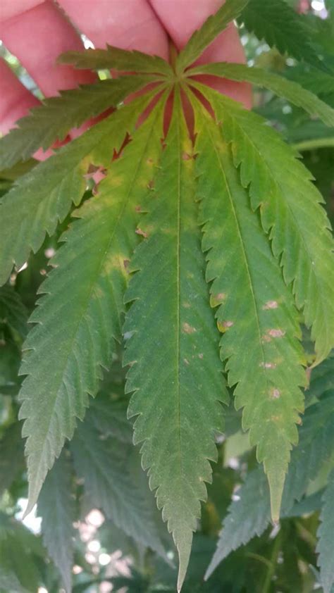 Cannabis Wind Burn (Clawed Leaves) | Grow Weed Easy