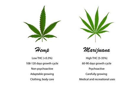 Hemp vs. Marijuana: What's the Difference?