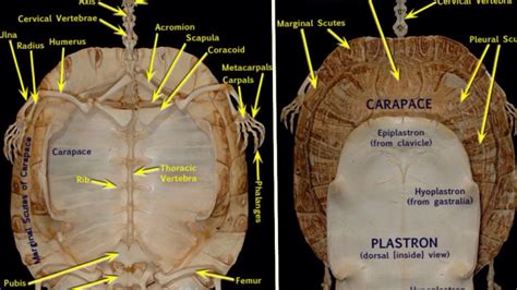 Internal Anatomy Of Turtle