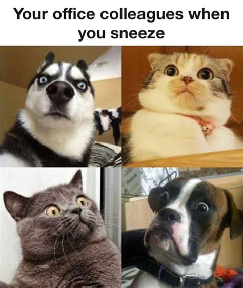 Your office colleagues when you sneeze - Chameleon Memes