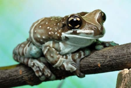 Amazon Milk Frog Care Sheet & Pet Guide - FrogPets