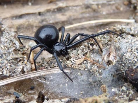 Biodiversity of British Columbia: Ask An Expert: Brown Widow Spider Venom