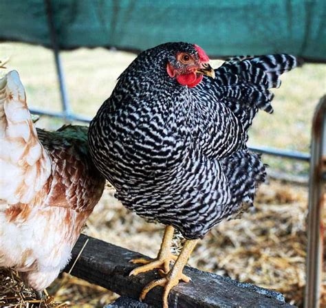 Dominique Chicken: Eggs, Height, Size and Raising Tips