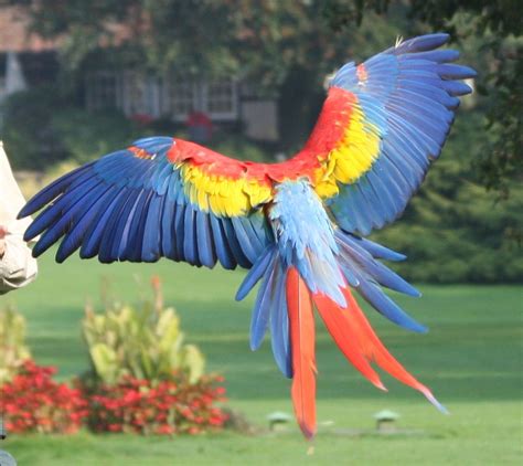 Flying Scarlett Macaw. Parrot Feather, Macaw Parrot, Animals Of The World, Animals And Pets ...