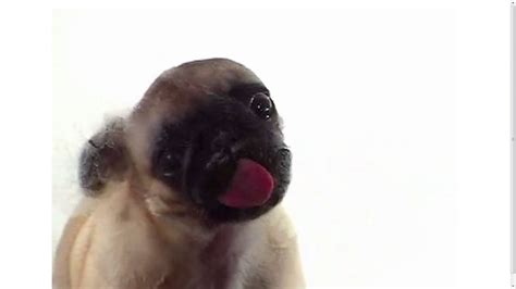 Dog LICKING YOUR SCREEN - YouTube