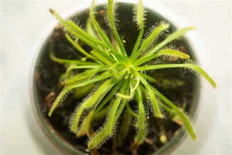 How to Grow and Care for Sundew Plants