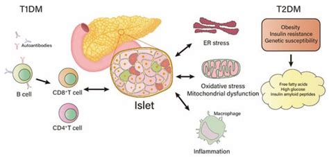 Metabolites | Free Full-Text | Regeneration of Pancreatic β-Cells for ...