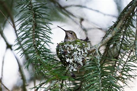 How To Find A Hummingbird Nest In 3 Easy Ways [2022]