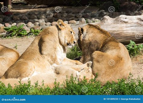 Lion Pride Rests after Hunting Stock Image - Image of panthera, garden: 101409233