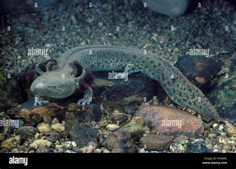 Common Mudpuppy salamander (Necturus maculosus), underwater Stock Photo ...