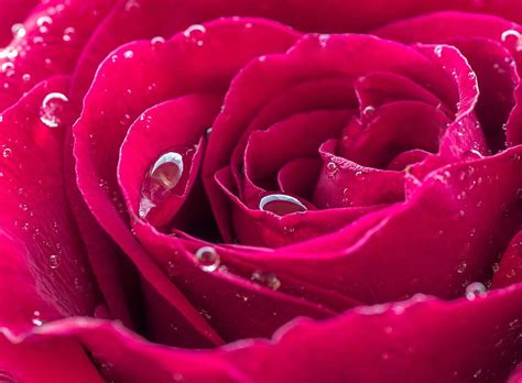 Free download | HD wallpaper: Beautiful Red Rose Dew Drops, red rose, Nature, Flowers, Macro ...