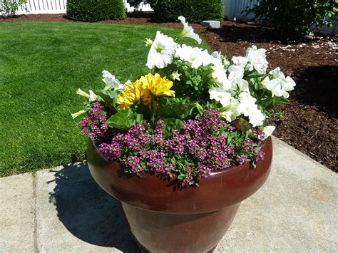 Potted Plant Plants Flowerpot · Free photo on Pixabay