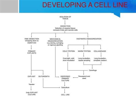 Cell line development ol