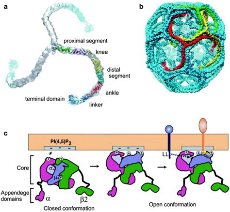 Clathrin-Mediated Endocytosis | SpringerLink