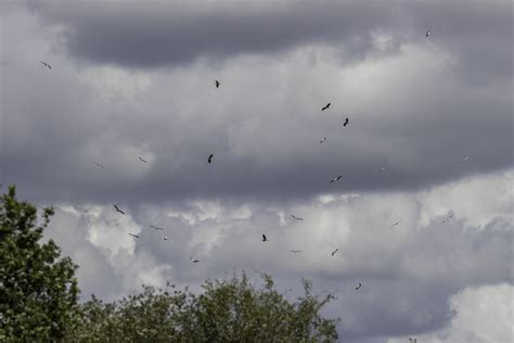 Tracking of UK white storks reveals new migratory routes and strategies