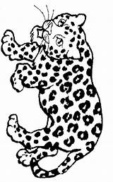 Baby Jaguar Coloring Pages Free sketch template