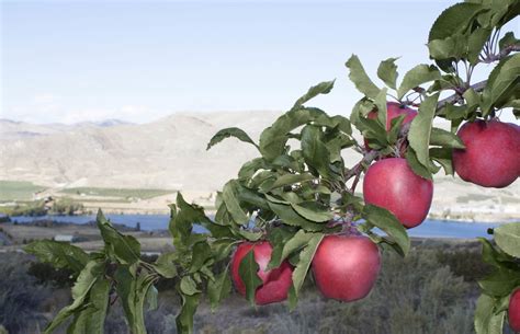 Pacific Rose Apple | Where to Buy Pacific Rose Apples