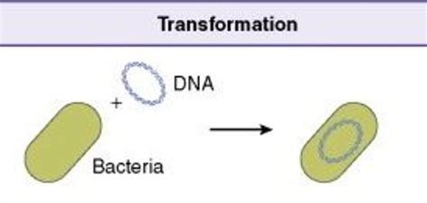 Competent Cells for molecular cloning, Which ones to use