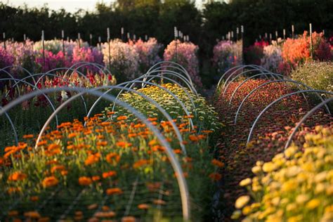 Easy-to-grow Hardy Annuals - Floret Flowers