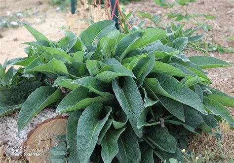 How to Propagate, Grow and Use Comfrey - The Provident Prepper