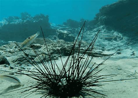 Black Sea Urchin are dying in the Mediterranean Sea