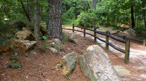 Mississippi Petrified Forest - Visit Mississippi