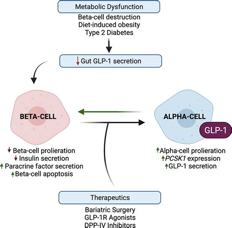 Frontiers | Alpha-cell paracrine signaling in the regulation of beta-cell insulin secretion