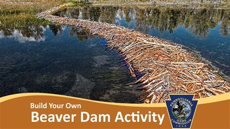 How To Build A Beaver Dam