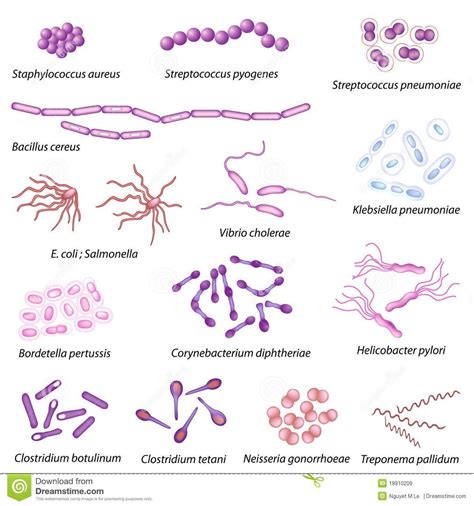 Formen von Bakterien | Microbiologia veterinaria, Hematología