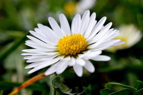 Daisy Free Stock Photo - Public Domain Pictures