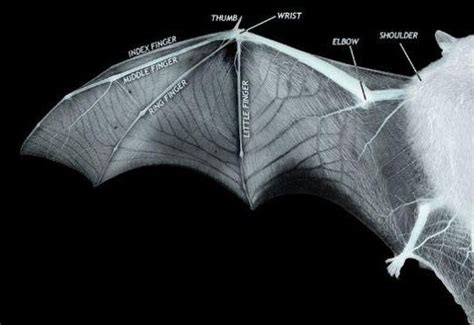 New 3D bat wing model could inspire next generation aircraft