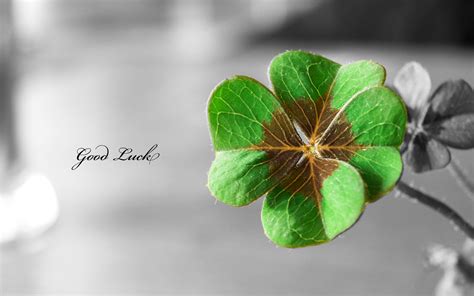 4 Leaf Clover Wallpaper - WallpaperSafari