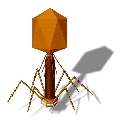 T4 Bacteriophage, Artwork Photograph by Art For Science | Fine Art America