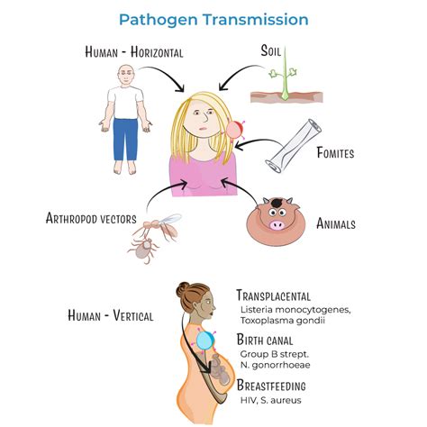 Immunology / Microbiology Glossary: Pathogen Transmission | ditki medical & biological sciences