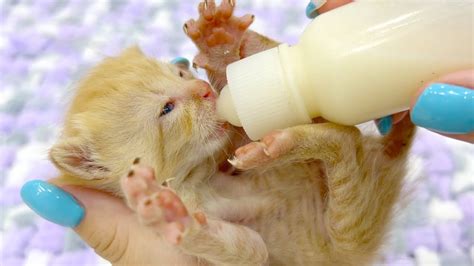 Little kittens enjoy a bottle of milk - YouTube