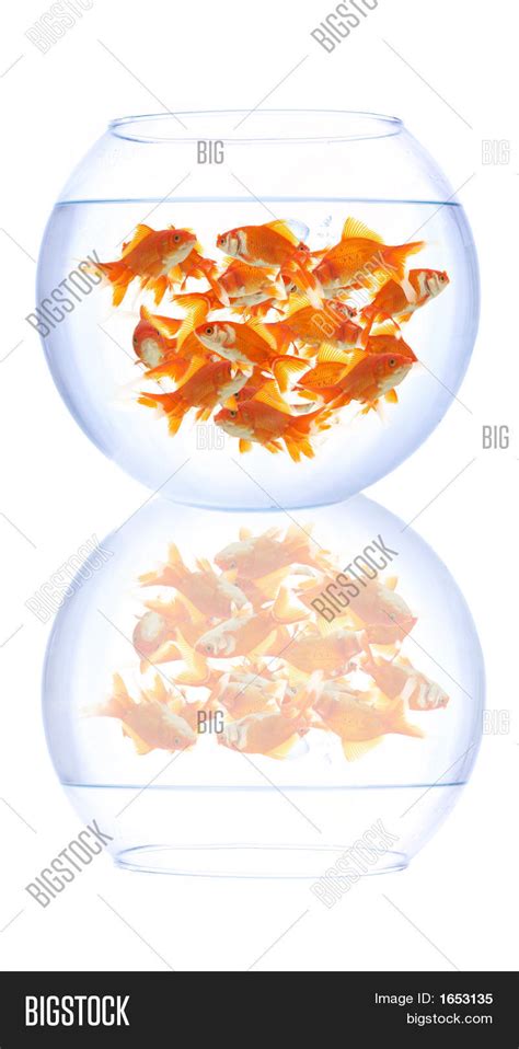 Empty Fish Bowl Image & Photo (Free Trial) | Bigstock